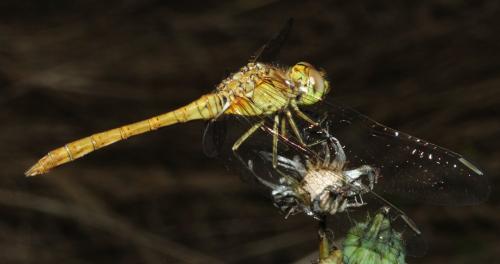 Réf. 349 422 : Sympetrum meridionale